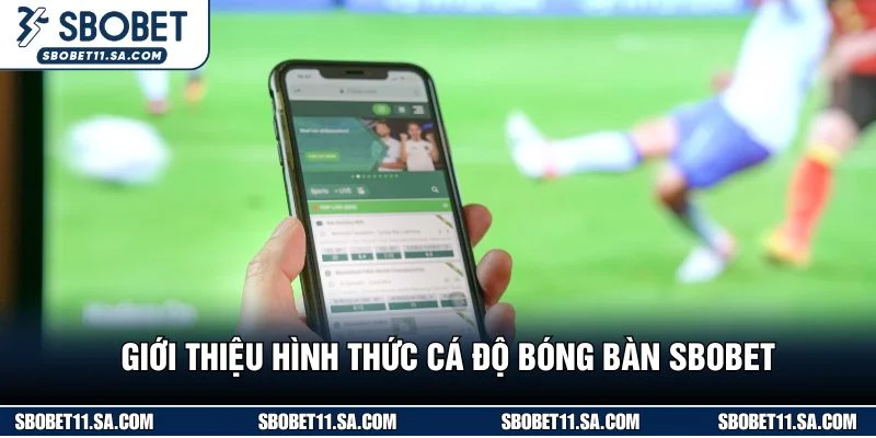 Giới thiệu hình thức cá độ bóng bàn SBOBET