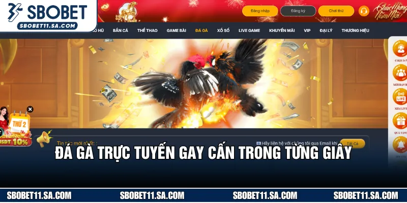 Sân chơi đá gà cực nóng với hơn 100 trận mỗi ngày